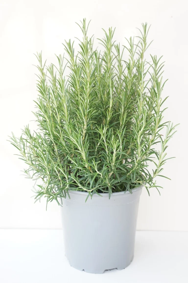 Rosmarinus officinalis C2,5 (2,5 liters kruka / 18 cm kruka)