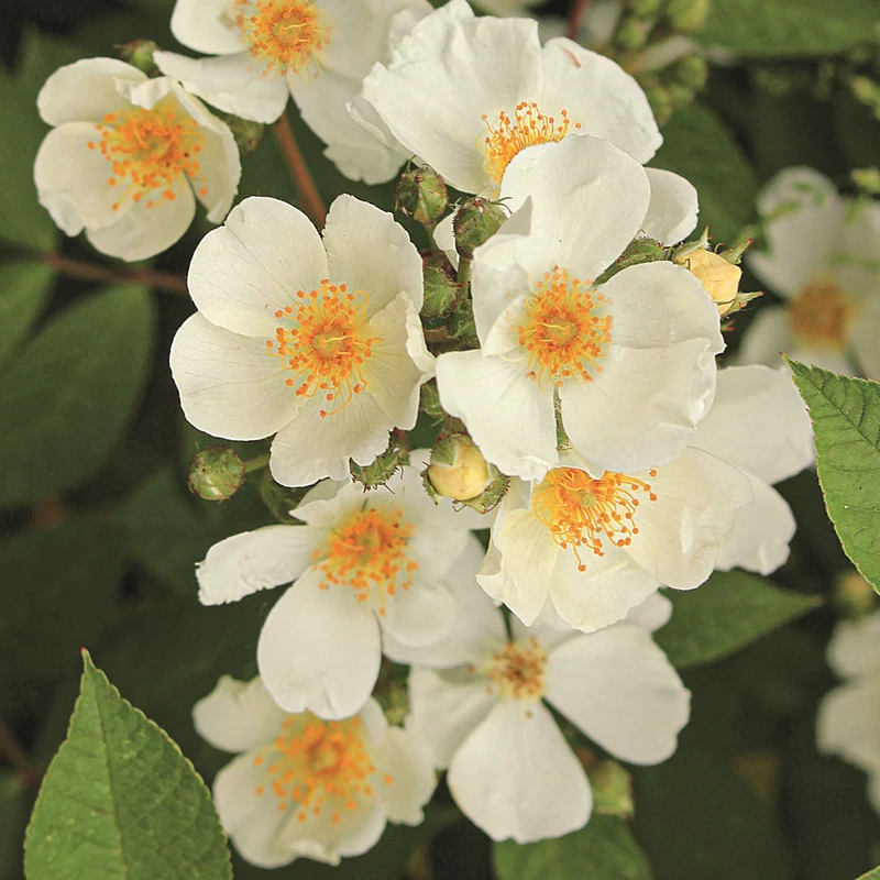 Rosa (R) 'Natura Siluetta'® C5 (5 liters kruka)