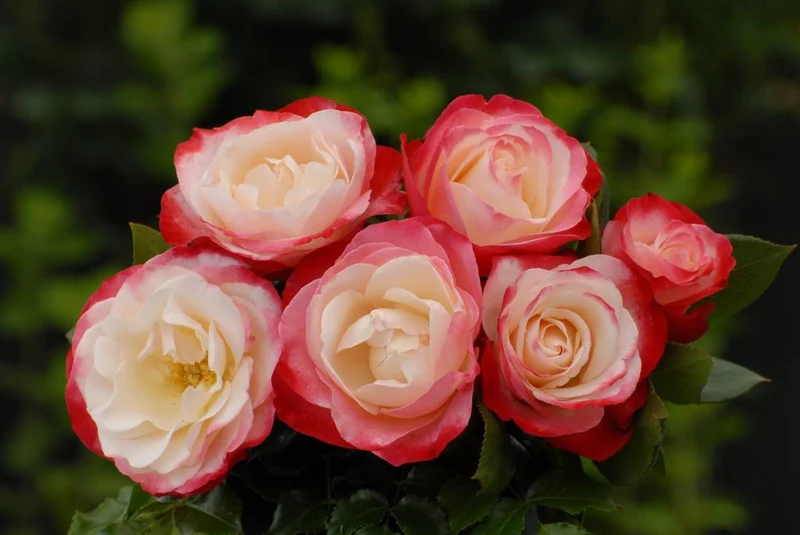 Rosa (T) 'Nostalgie' 50 cm stam, C5 (5 liters kruka)