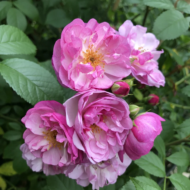 Rosa (K) 'Lavender Siluetta'® C3 (3 liters kruka)