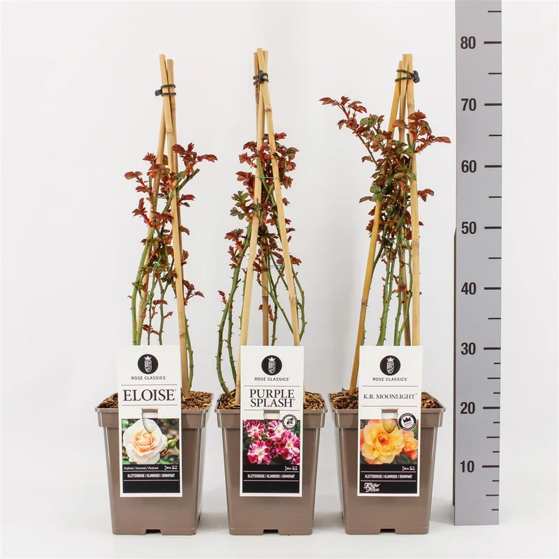 Rosa mix klätterrosor C5 (5 liters kruka)