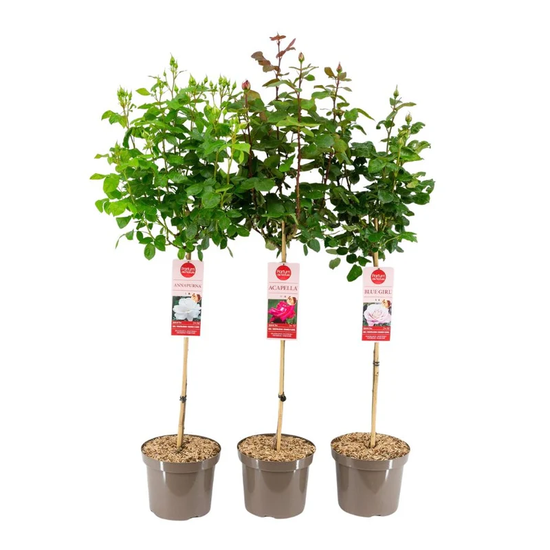 Rosa Mix 'Parfum de Nature' 70 cm stam, C7,5 (7,5 liters kruka)