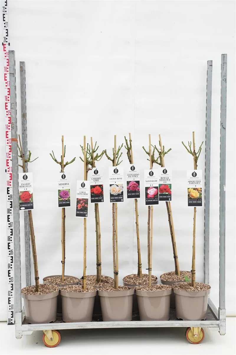 Rosa mix Shrub Classics 90 cm stam C7,5 (7,5 liters kruka)