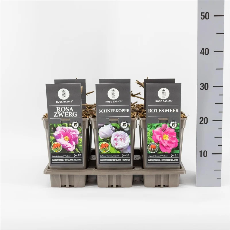 Rosa mix Rugosa C3 (3 liters kruka) / 19 cm kruka