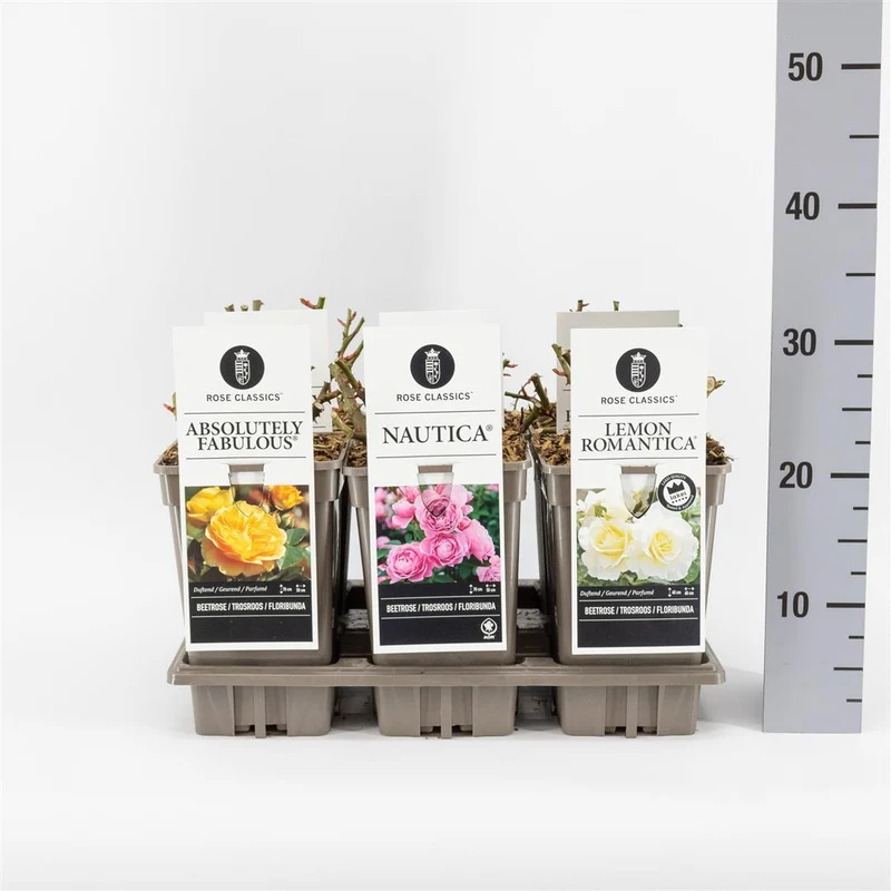 Rosa mix Klassiska rosor C3 (3 liters kruka / 19 cm kruka)