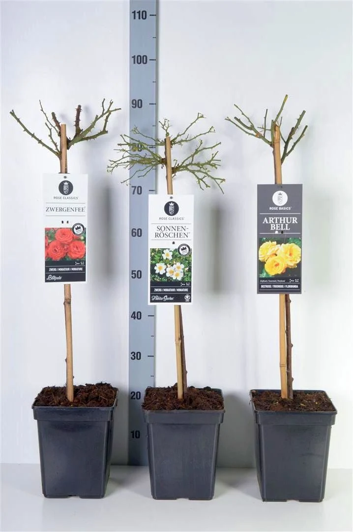 Rosa miniatyrrosor i sorter, 50 cm stam, C6 (6 liters kruka)