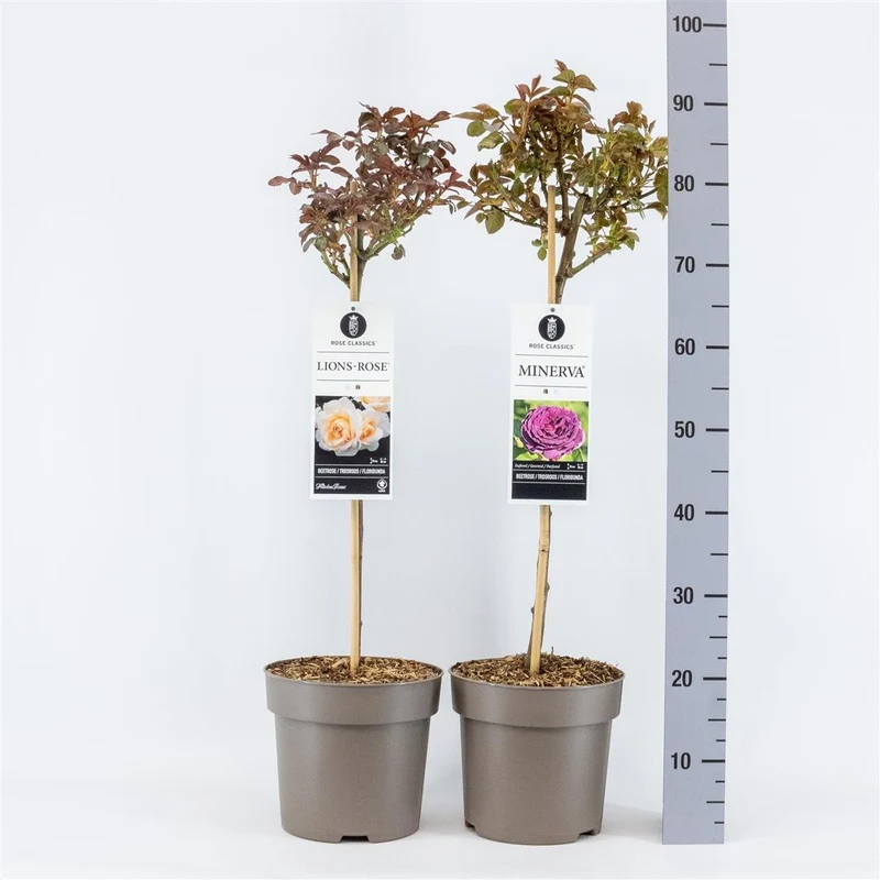 Rosa mix Stamros 50 cm stam - C6 (6 liters kruka)