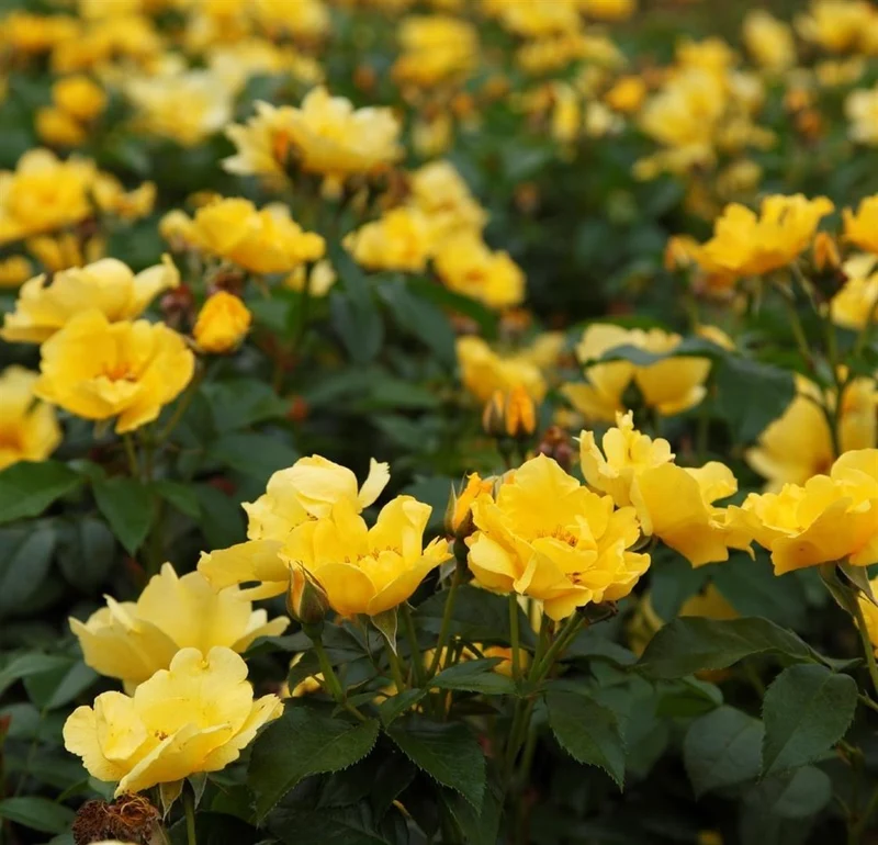 Rosa (M) 'Lemon Fizz' C3 (3 liters kruka)