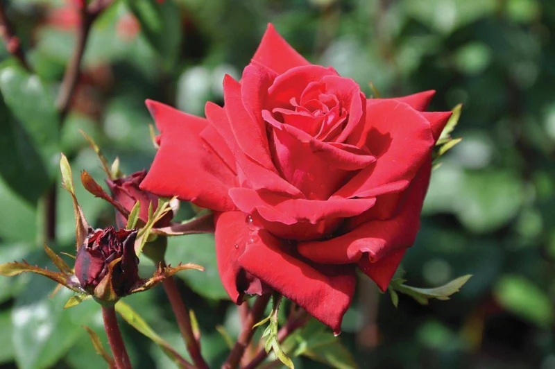 Rosa 'Mazurika' C3 (3 liters kruka)