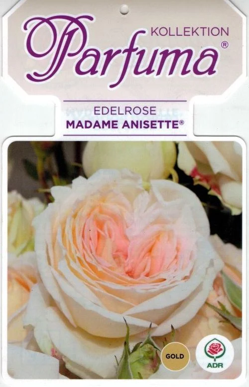 Rosa (F) 'Madame Anisette' C3 (3 liters kruka)