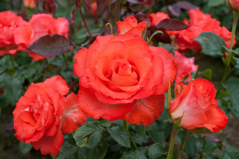 Rosa (F) 'Marieken' C3 (3 liters kruka)