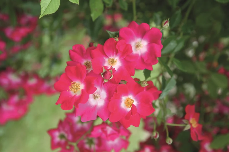 Rosa 'Libertas' 110 cm stam C7,5 (7,5 liters kruka)