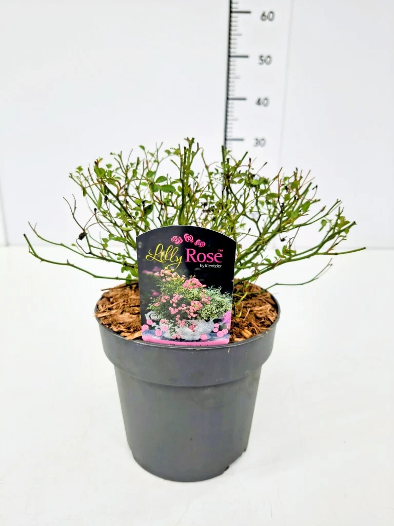 Rosa 'Lilly Rose' C2 (2 liters kruka)