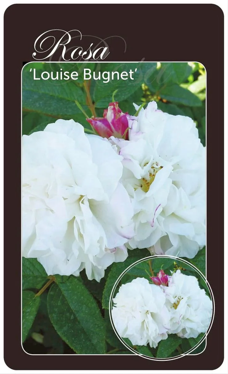 Rosa 'Louise Bugnet' - rotäkta, barrotad (A-kvalitet)