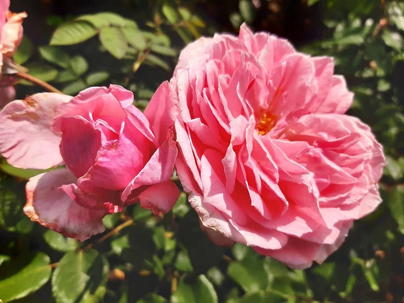 Rosa (F) 'Kiss me Kate' C3 (3 liters kruka)