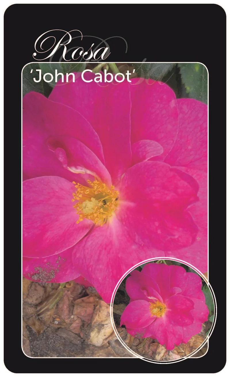 Rosa (H) 'John Cabot' A-kvalitet barrotad