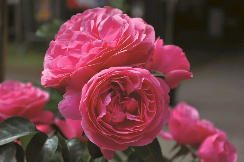 Rosa 'Leonardo da Vinci' 90 cm stam (barrot)