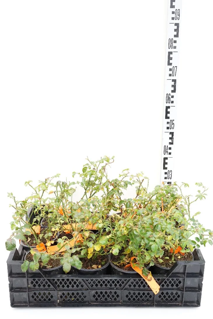 Rosa (H) 'Magic Meidiland' C1,5 (1,5 liters kruka)