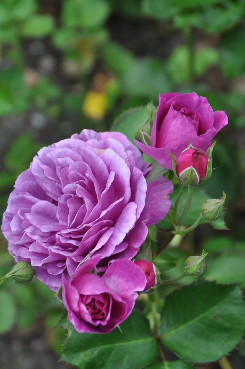Rosa 'Minerva'® C7 (7 liters kruka)
