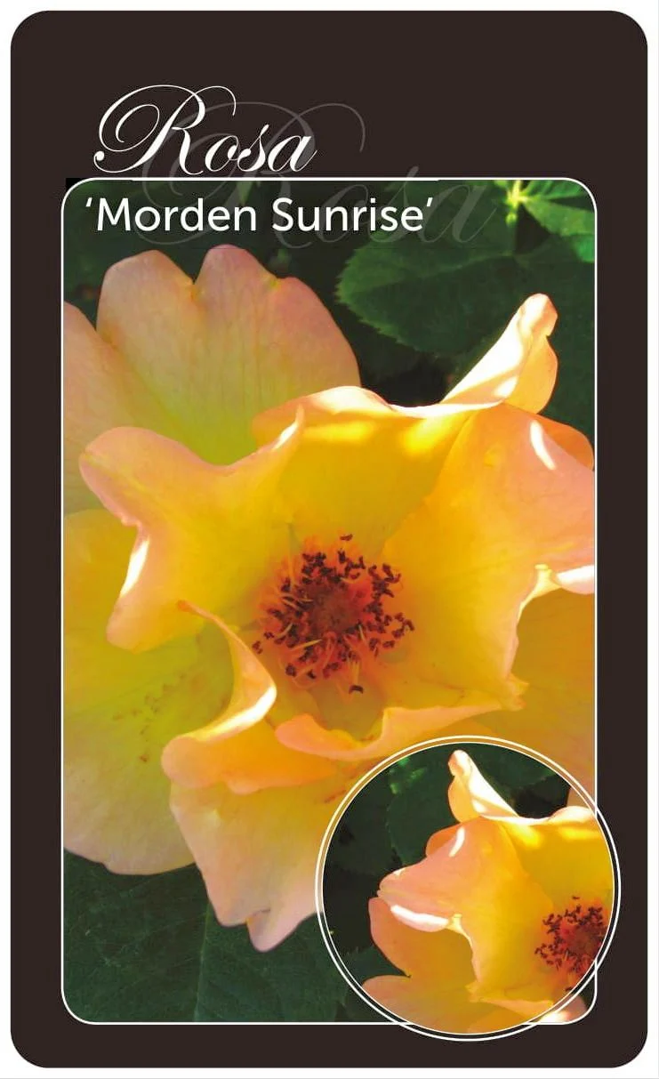 Rosa 'Morden Sunrice' A-kvalitet barrotad