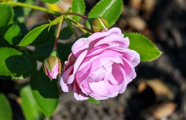 Rosa (F) 'Nautica' C5 (5 liters kruka)