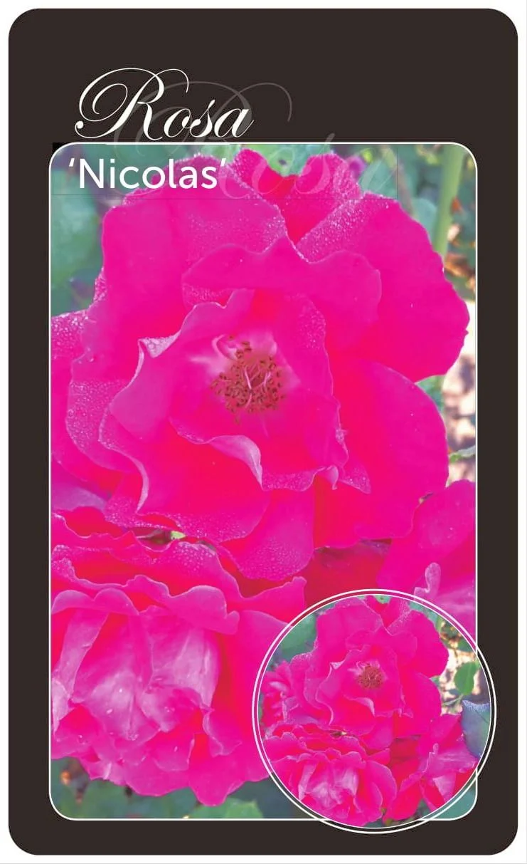 Rosa 'Nicolas' - Barrotad (A-kvalitet)