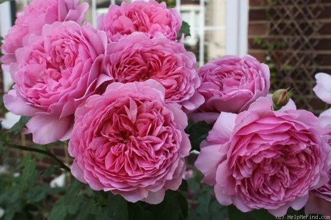 Rosa 'Princess Alexandra of Kent' C5 (5 liters kruka)