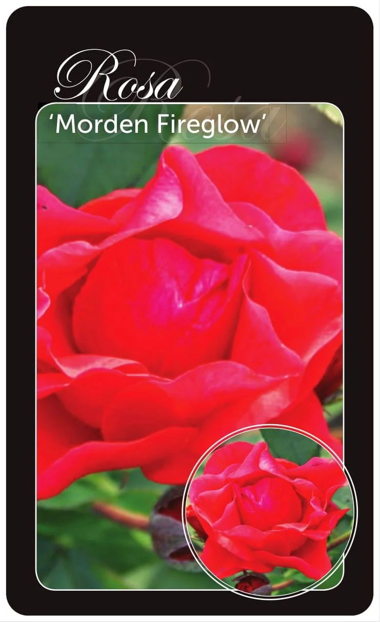 Rosa (H) 'Morden Fireglow' A-kvalitet barrotad