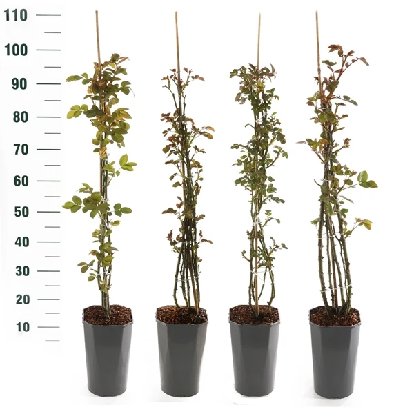 Rosa Mix Klätterrosor Exclusive C3 (3 liters kruka)