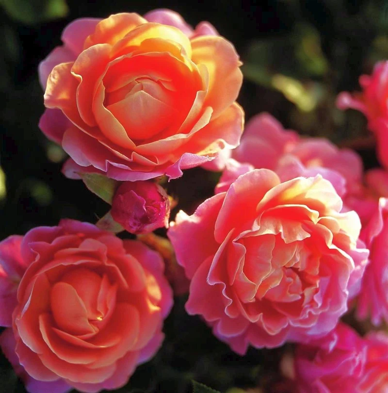 Rosa (F) Marie Curie C5 (5 liters kruka / 23 cm kruka)