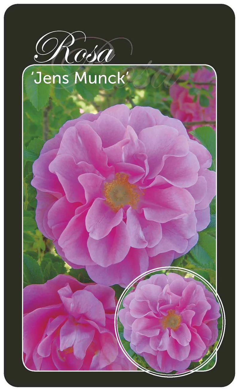 Rosa 'Jens Munk' A-kvalitet rotäkta barrotad