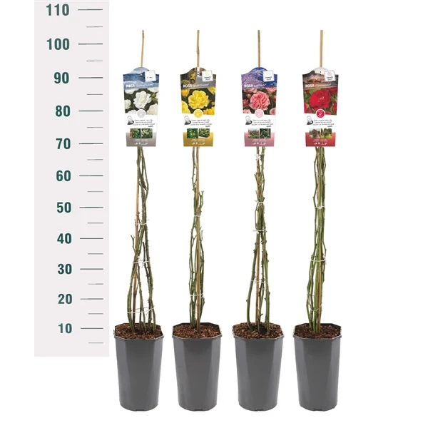 Rosa Mix Klätterrosor Basic C3 (3 liters kruka)