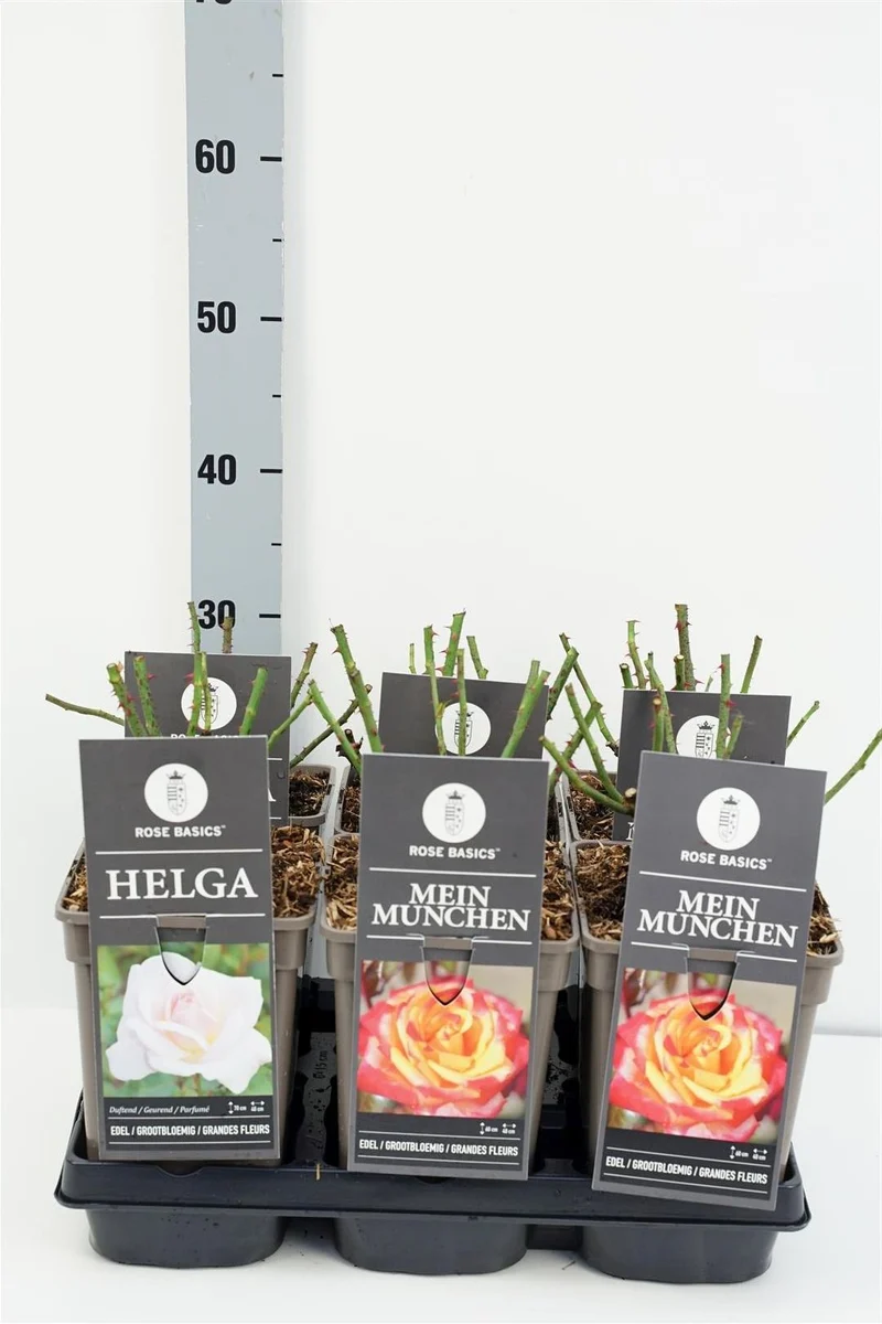 Rosa Mix Storblommiga Rosor C3 (3 liters kruka)