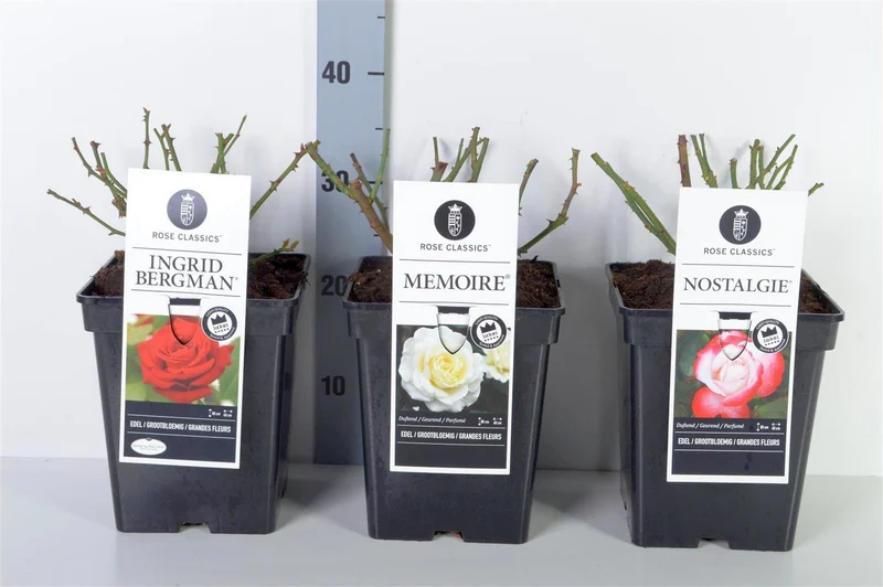 Rosa Storblommiga Rosor Mix C5 (5 liters kruka)