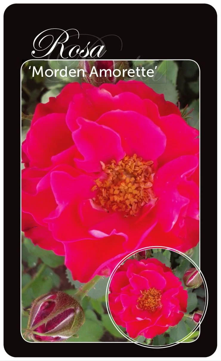 Rosa 'Morden Amorette' (Barrotad A-kvalitet)
