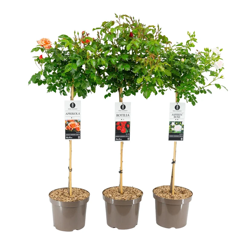 Rosa 'Mix Groundcovering Classics' 70 cm stam, C7,5 (7,5 liters kruka)