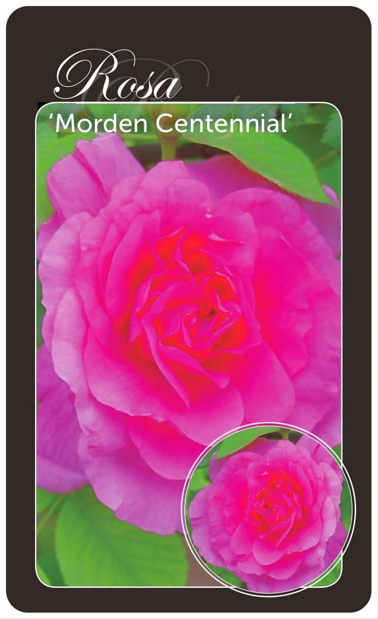 Rosa 'Morden Centennial' A-kvalitet barrotad