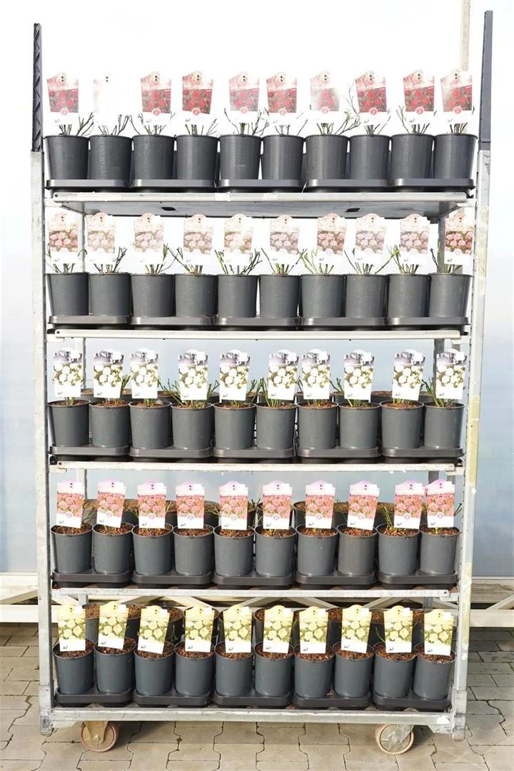 Rosa (Miniatyrros) sortermix, C2 (2 liters rosenkruka)