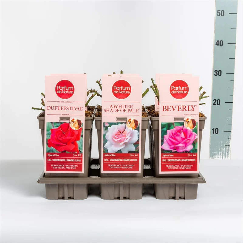 Rosa Mix 'Parfum de Nature' C3 (3 liters kruka)