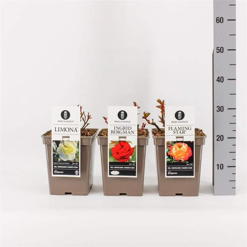 Rosa mix Rabattroser C5 (5 liters kruka)