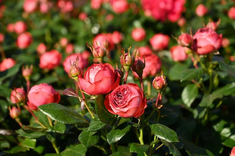 Rosa (F) 'Pompeji'® C3 (3 liters kruka)