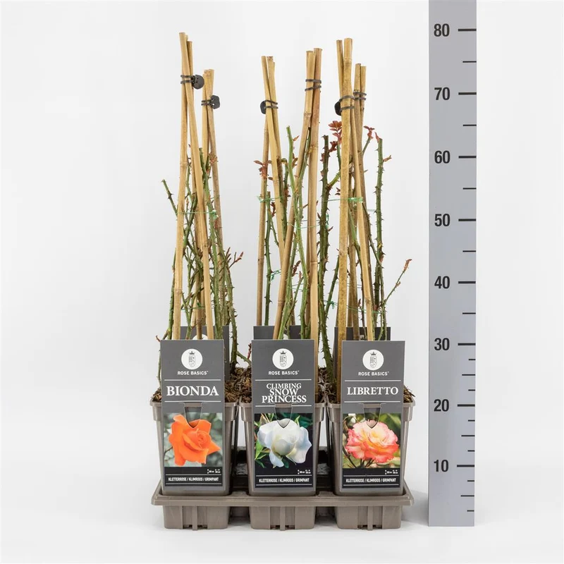 Rosa - Mix av klätterrosor C3 (3 liters kruka / 19 cm kruka)