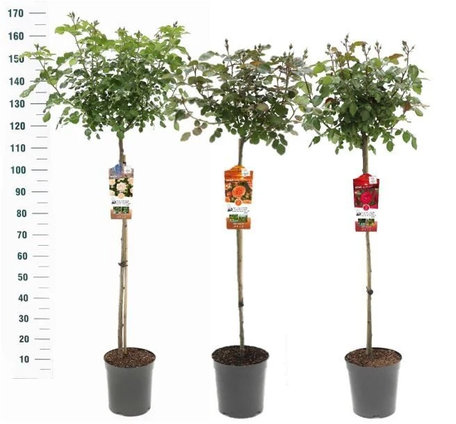 Rosa Mix Uppstammad 90 cm - Exklusiv Kollektion, C5,5 (5,5 liters kruka)