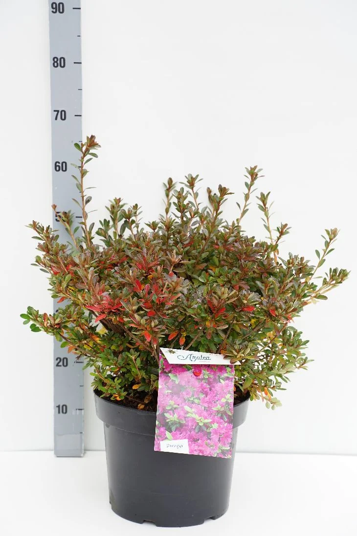 Rhododendron (AJ) 'Violetta' C10 (10 liters kruka) 40-50 cm
