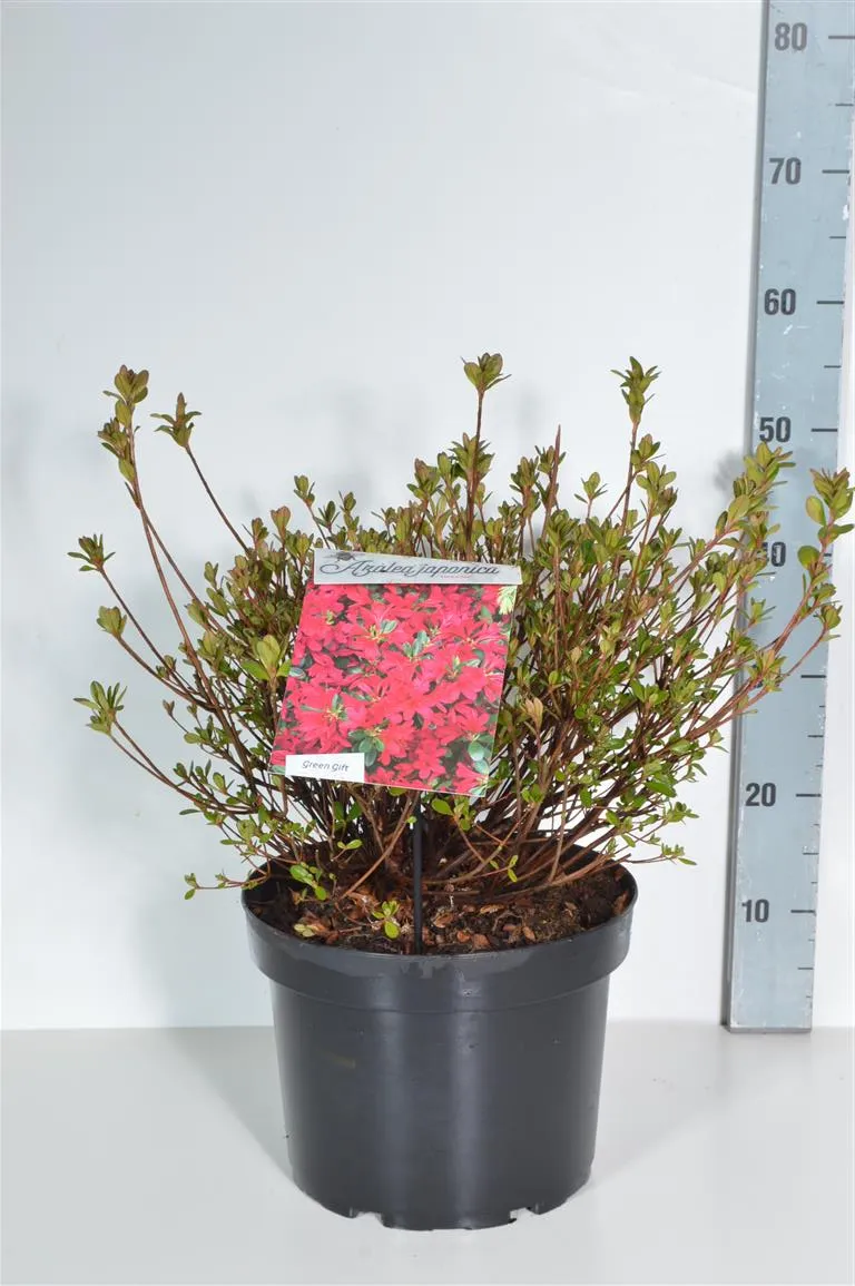 Rhododendron (AJ) 'Toreador' C10 (10 liters kruka) 40-50 cm