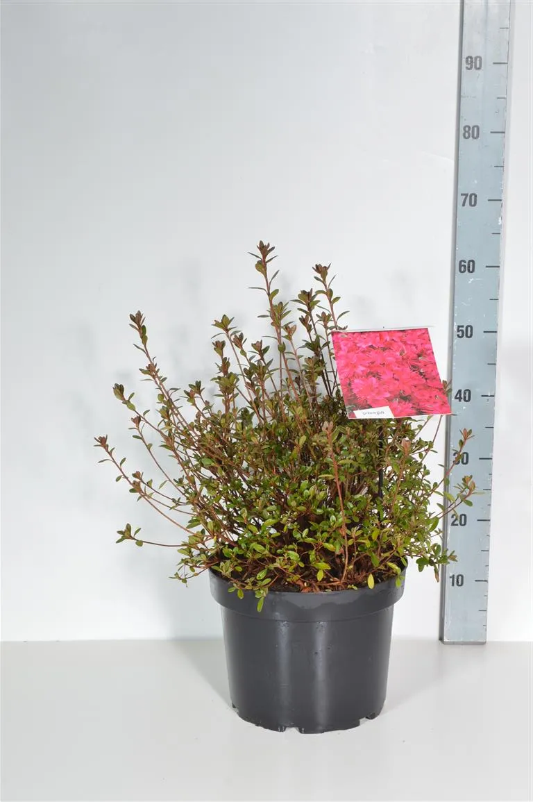 Rhododendron (AJ) 'Thierry' C10 (10 liters kruka) 40-50 cm