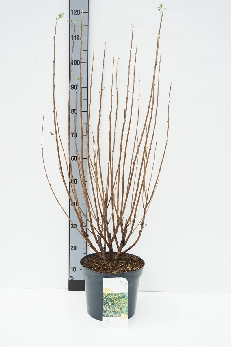 Ribes aureum C7,5 (7,5 liters kruka) 80-100 cm