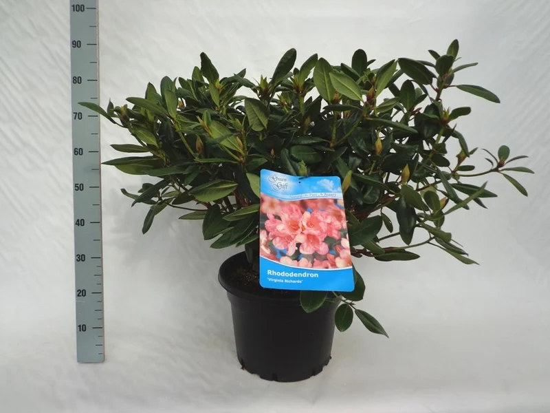 Rhododendron 'Virginia Richards' C20 (20 liters kruka) 60-70 cm