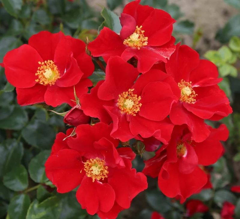 Rosa (H) 'Alexander von Humboldt' 50 cm stam C5 (5 liters kruka)