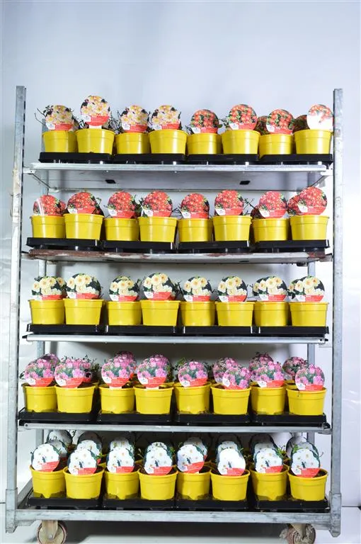 Rosa 'Bijenweelde'®(BEE) collection C2 (2 liters kruka)